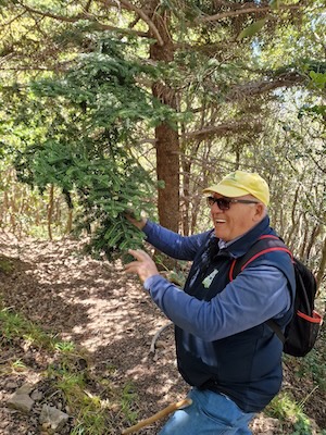 Abies Nebrodensis_prof Peppe Pira Prof. Peppe Piras kennt jedes der letzten 30 Exemplare der Abies nebrodensis seit Jahrzehnten.